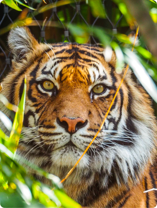 Animal Behavior & Enrichment