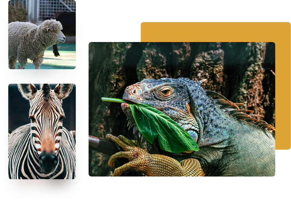 Zookeeping Landing Page Image 6